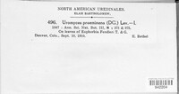 Uromyces proëminens image